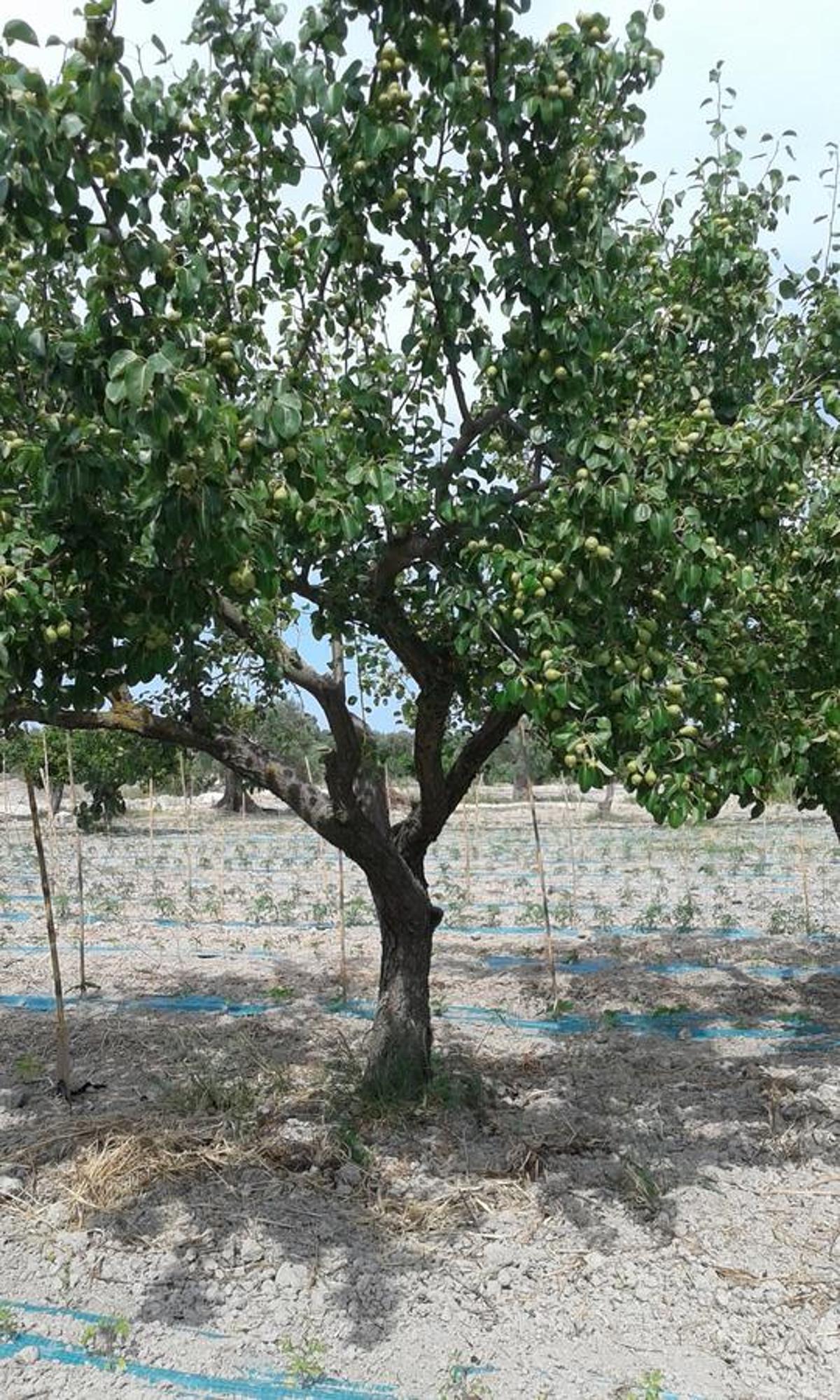 Agriturismo Donna Beatrice Bianco Ngoại thất bức ảnh