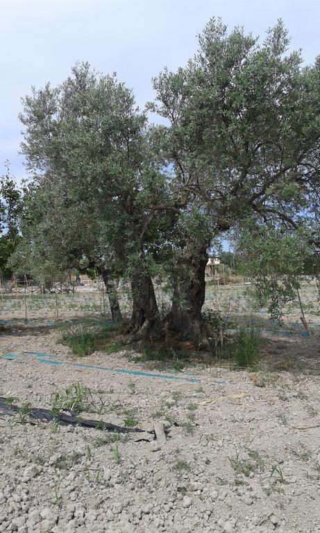 Agriturismo Donna Beatrice Bianco Ngoại thất bức ảnh